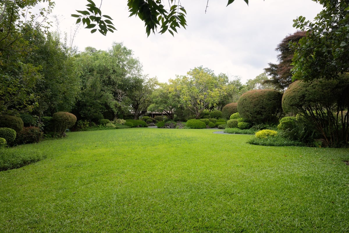 Outdoor green garden space with grass lawn surrounded by lush plants and trees